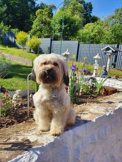 grumpy dog 😅-Beitrag-Bild