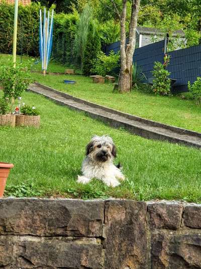 Welche Hunderasse-Beitrag-Bild