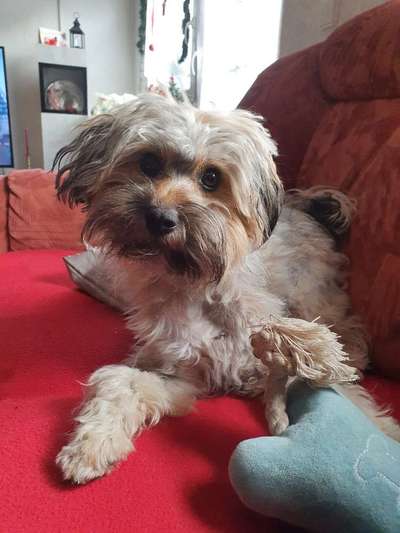 Hunderunde-Beitrag-Bild