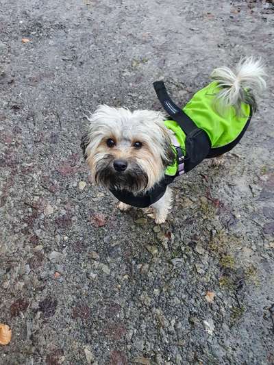 Ein neuer Hund-Beitrag-Bild