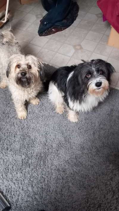 Wo sind die Mischlinge?-Beitrag-Bild