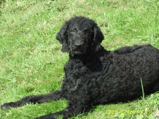 Unsere Fellnasen im Regenbogenland-Beitrag-Bild