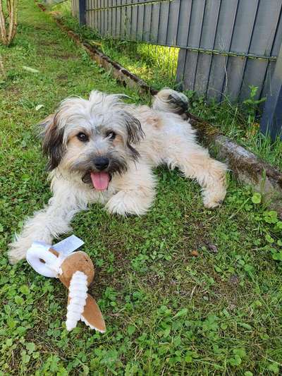 Dogorama Photo Challenge - Einmal lächeln bitte-Beitrag-Bild