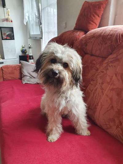 Hundebilder-Beitrag-Bild