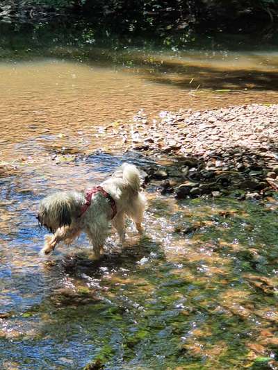 Eure Erfahrungen mit Hunden aus dem (Auslands)Tierschutz-Beitrag-Bild