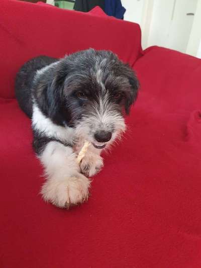 Mischlinge - wo habt Ihr Eure gefunden?-Beitrag-Bild