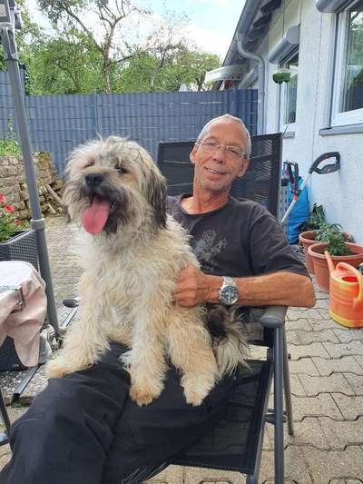 Tibet Terrier-Beitrag-Bild