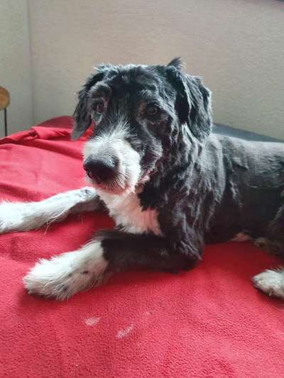 Unsere Fellnasen im Regenbogenland-Beitrag-Bild