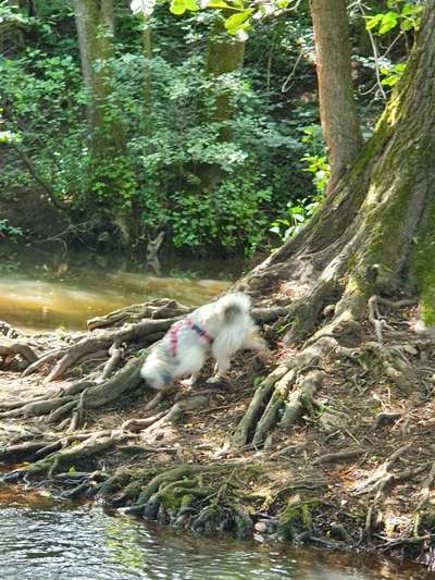 Dogorama Photo Challenge - Zufallsfund beim Gassi-Beitrag-Bild