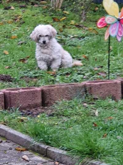 Unsere Fellnasen im Regenbogenland-Beitrag-Bild