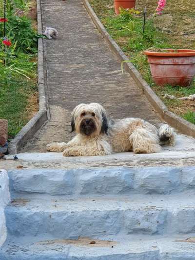 Auslandstierschutz-Beitrag-Bild