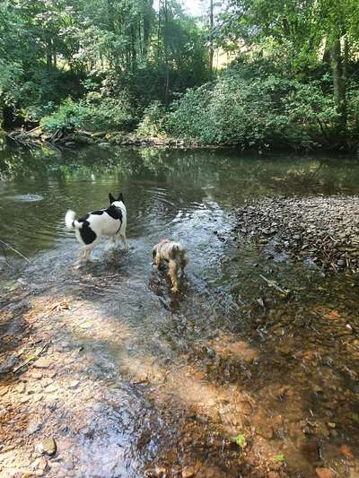 Hundeauslaufgebiet-Elz in Neckarelz-Bild