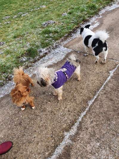 Dogorama Photo Challenge - Die besten Hundebuddys-Beitrag-Bild