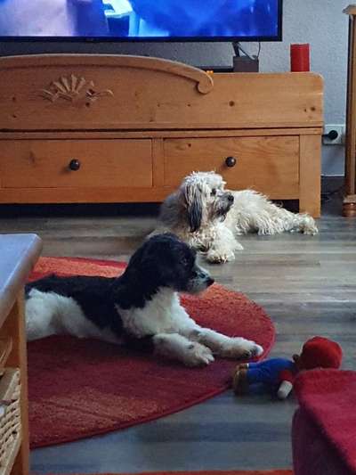 TierschutzhundeStammtisch🐕-Beitrag-Bild