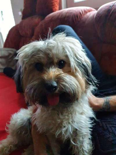 Wie heißt dein Hund?-Beitrag-Bild