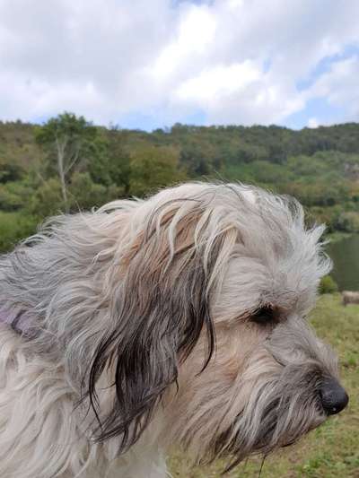 Zeigt mir die tollste Nahaufnahme von eurer Fellnase-Beitrag-Bild