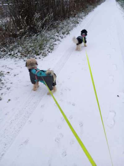 Foto Challenge Nr.: 114
Hunde im Schnee-Beitrag-Bild