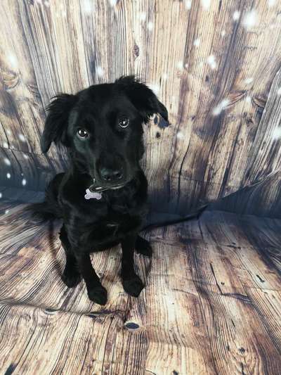 Labradorfans-Beitrag-Bild