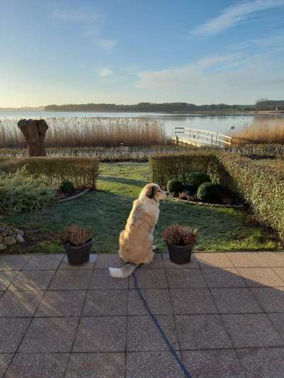 Dogorama Photo Challenge - schönster Gassiausblick-Beitrag-Bild