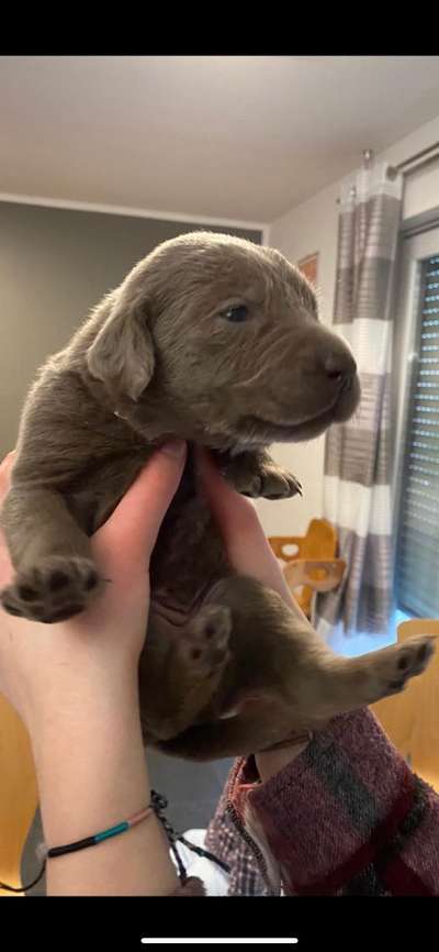 Welpen Bilder !-Beitrag-Bild