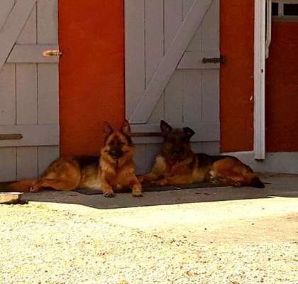 Schäferhund-Fans?-Beitrag-Bild