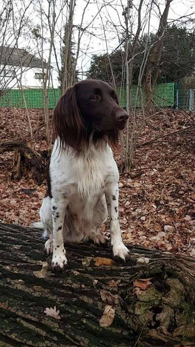 Kleiner Münsterländer!-Beitrag-Bild