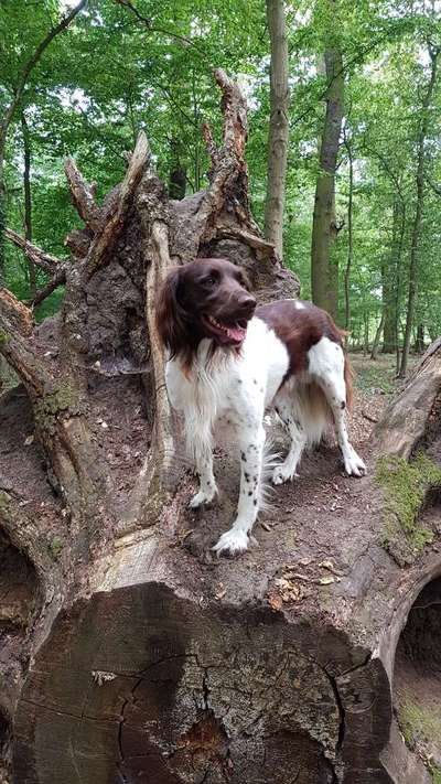 Kleiner Münsterländer!-Beitrag-Bild