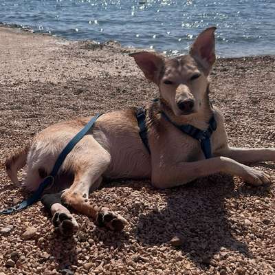 Hundetreffen-Social Walk-Bild
