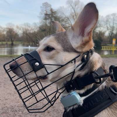 Hundetreffen-Trainingspartner gesucht // BITTE BESCHREIBUNG BEACHTEN-Bild