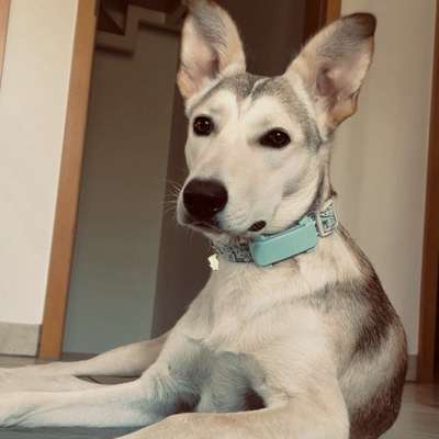 Hundetreffen-Trainingspartner gesucht-Bild