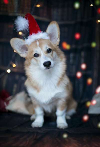 Foto's und Hundemodels-Beitrag-Bild