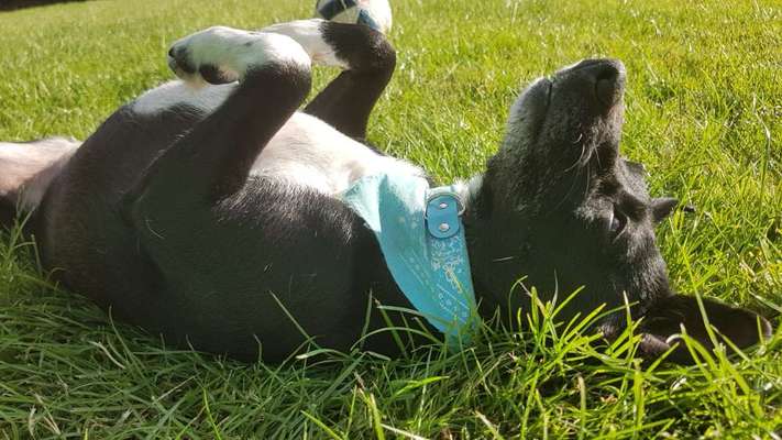 Fotosammlung: ,,Der natürliche Hund" Unbearbeitet, ungestellt und in Natura-Beitrag-Bild