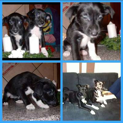 Welpen Bilder !-Beitrag-Bild