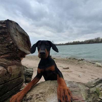 Wo sind hier die Dobermänner-Beitrag-Bild
