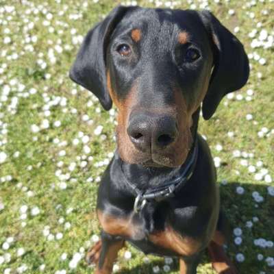 Hundetreffen-Spieltreffen Junghunde-Bild