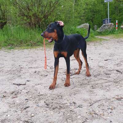 Hundetreffen-Spieltreffen-Bild