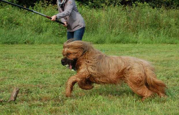 Hundeschulen-Abenteuer:Hund-Bild