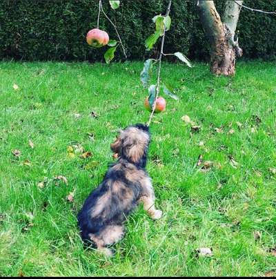 Dein Hund im Dogorama-Kalender 2021-Beitrag-Bild