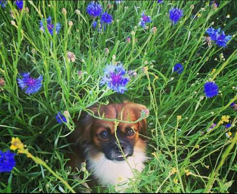 Dein Hund im Dogorama-Kalender 2021-Beitrag-Bild