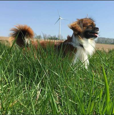 Dein Hund im Dogorama-Kalender 2021-Beitrag-Bild