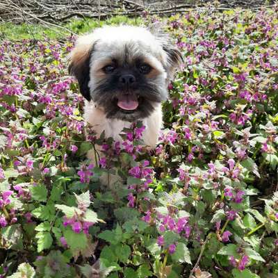 Dein Hund im Dogorama-Kalender 2021-Beitrag-Bild