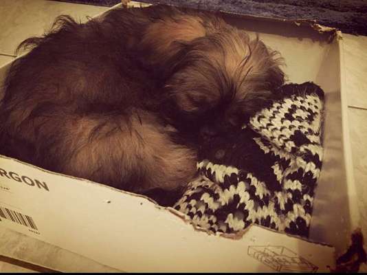 Dein Hund im Dogorama-Kalender 2021-Beitrag-Bild