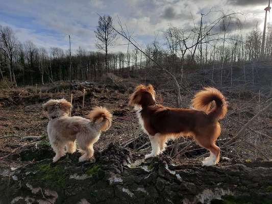 Dein Hund im Dogorama-Kalender 2021-Beitrag-Bild