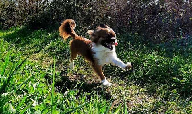 Dein Hund im Dogorama-Kalender 2021-Beitrag-Bild