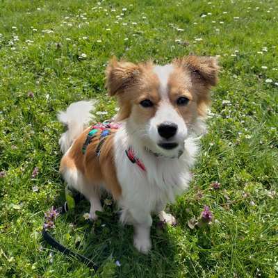Hundetreffen-Social Walk/Gassi-Bild