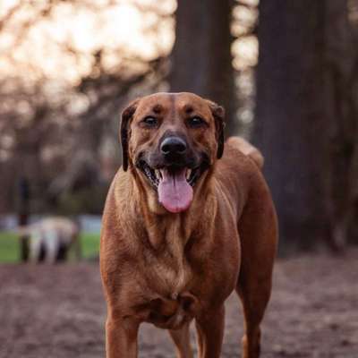 Rhodesian Ridgeback-Beitrag-Bild