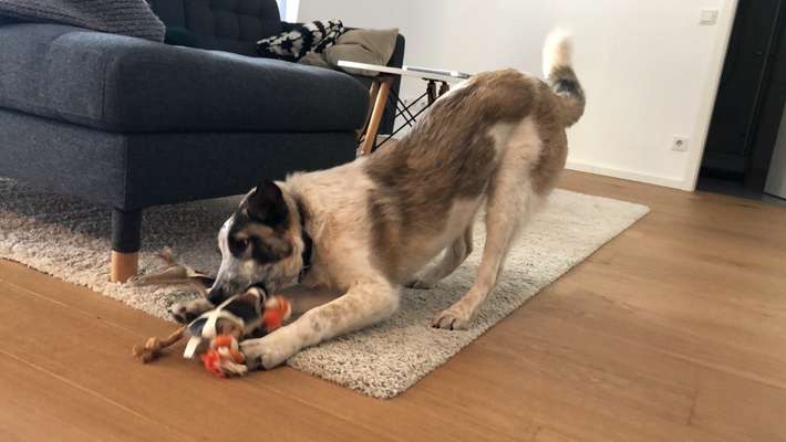 Hundetreffen-Junghund sucht Gefährten zum ausgelassenen Spielen-Bild