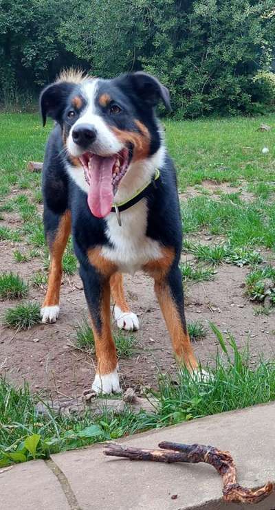 Mischlinge raten - Rätselspaß-Beitrag-Bild