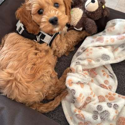 Hundetreffen-Welpen-Treff in Lichterfelde West /Zehlendorf-Bild