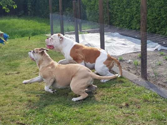 Olde English Bulldogge-Beitrag-Bild